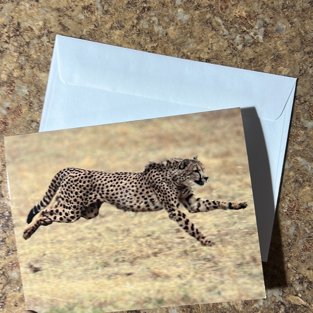 Cheetah Note Cards Set of Ten